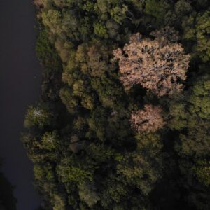 Forest Farm Carbon Project
